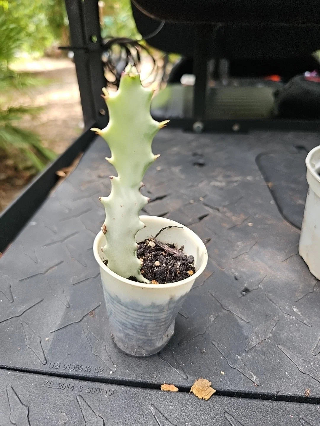 Euphorbia Lactea White Ghost Variegated Dragon Bone Cactus 7" - Rooted Succulent Plant