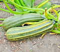 Cocozelle Zucchini Seeds - 36+ Organic Heirloom Summer Vegetable for Container Gardening - Cucurbita pepo