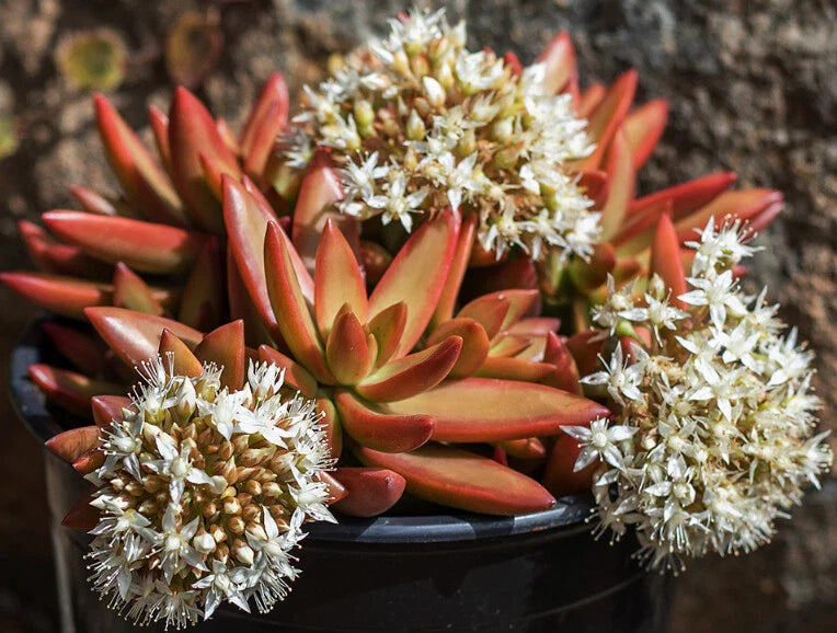 Sedum Adolphii 'Firestorm' Unrooted Cuttings - 1.5" Diameter - 3 Pack - Succulent Plant