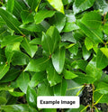 Bay Laurel Live Starter Plant - Laurus nobilis - Aromatic Culinary Herb for Cooking and Gardens
