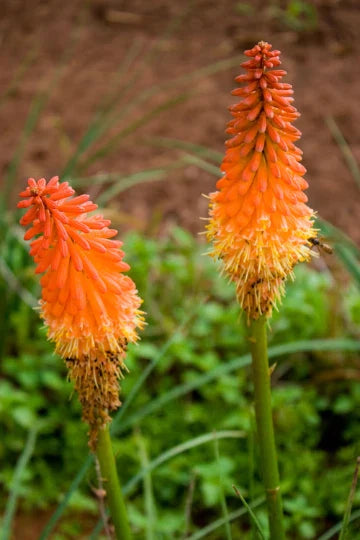 Red Hot Poker Plant Bareroots - Kniphofia uvaria - 6 Pack, Vibrant Red Flowers for Garden Landscaping