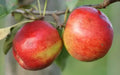 Crimson Crisp Apple Seeds - 25+ Seeds for Garden Planting - Malus domestica - USA