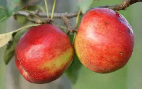 Crimson Crisp Apple Seeds - 25+ Seeds for Garden Planting - Malus domestica - USA