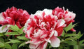 Peony Seeds Pack of 10 - Exotic Garden Flower Seeds - USA Seller - Free Shipping - Paeonia