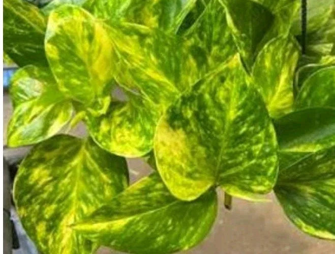 Fernando Fire Pothos Cuttings - 3 Fresh Cuttings - Epipremnum aureum - No Roots - Tropical Houseplant Decor