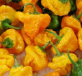 Yellow Scotch Bonnet Hot Pepper Seeds 30+ Spicy Caribbean Culinary Capsicum chinense - Free Shipping