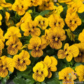 Sorbet Tiger Eye Pansy Seeds - 200+ Pack - Viola tricolor - Colorful Garden Flowers - USA - Free Shipping