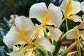 Hawaiian White Ginger Plant Root - 4 Pack - Hedychium coronarium - Tropical Fragrant Flowering Roots