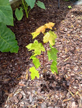 Sunset Maple Tree Seedlings | Bare Root | 4-6 Inches Tall | Acer rubrum