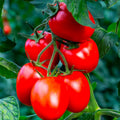 Rio Grande Tomato Seeds - 240+ Organic Heirloom Non-GMO Seeds - Fresh Gardening Supply
