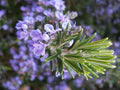 Live Rosemary Cuttings - 8 High-Quality Fast-Growing Plants - Rosmarinus officinalis