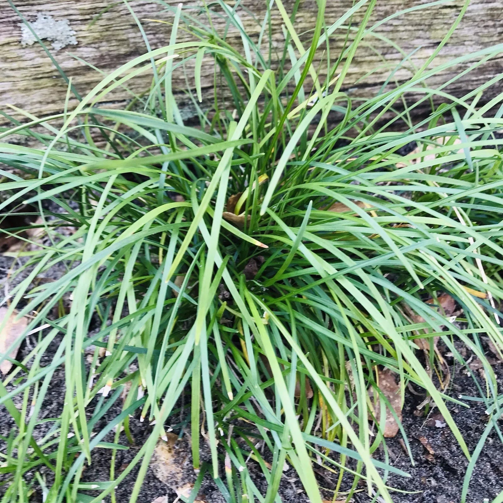 Mondo Grass Plugs 50 Count Evergreen Ground Cover Bare Root Ophiopogon japonicus