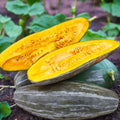 Guatemalan Blue Banana Squash Seeds, Gray Pumpkin Hubbard Roaster Seeds, Cucurbita maxima, Heirloom 2025