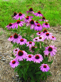 Echinacea Seeds - 100 Count - Prairie Splendor Deep Rose - Echinacea Prairie Splendor - Flowering Perennial Garden Seeds
