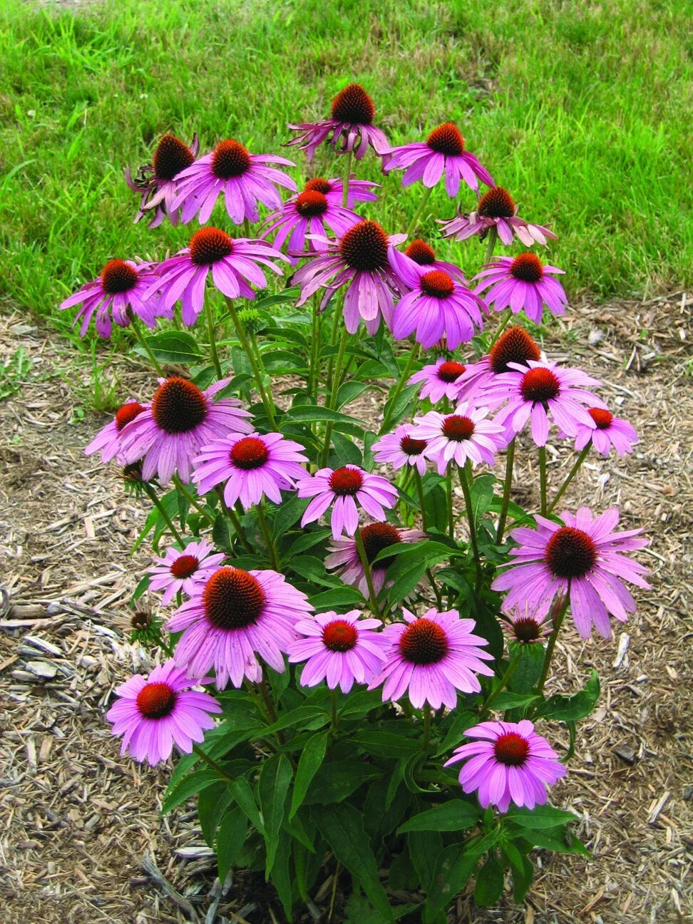 Echinacea Seeds - 100 Count - Prairie Splendor Deep Rose - Echinacea Prairie Splendor - Flowering Perennial Garden Seeds