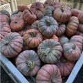 Speckled Hound Squash Seeds - 10 Seeds - Black Table Squash (Cucurbita pepo) for Planting