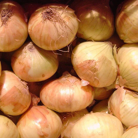 Walla Walla Sweet Onion Seeds | Heirloom Non-GMO | Vegetable Seeds | Allium cepa