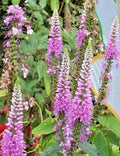 Pink Veronica Seeds, 101 Seeds, Long Leaf Speedwell, Hardy Plant, Veronica longifolia, USA Seller