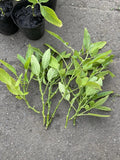 Fresh Pepino Melon Cuttings - 10x Edible Fruit Plants - Solanum muricatum - Tasty, Sweet Flavor for Home Gardens