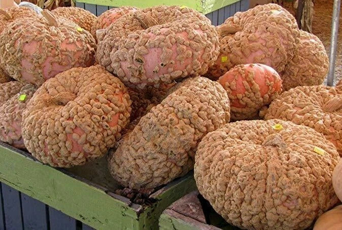 Galeux D'Eysines Squash Seeds - Fresh Organic Seeds for Planting - Heirloom Variety (Cucurbita maxima)