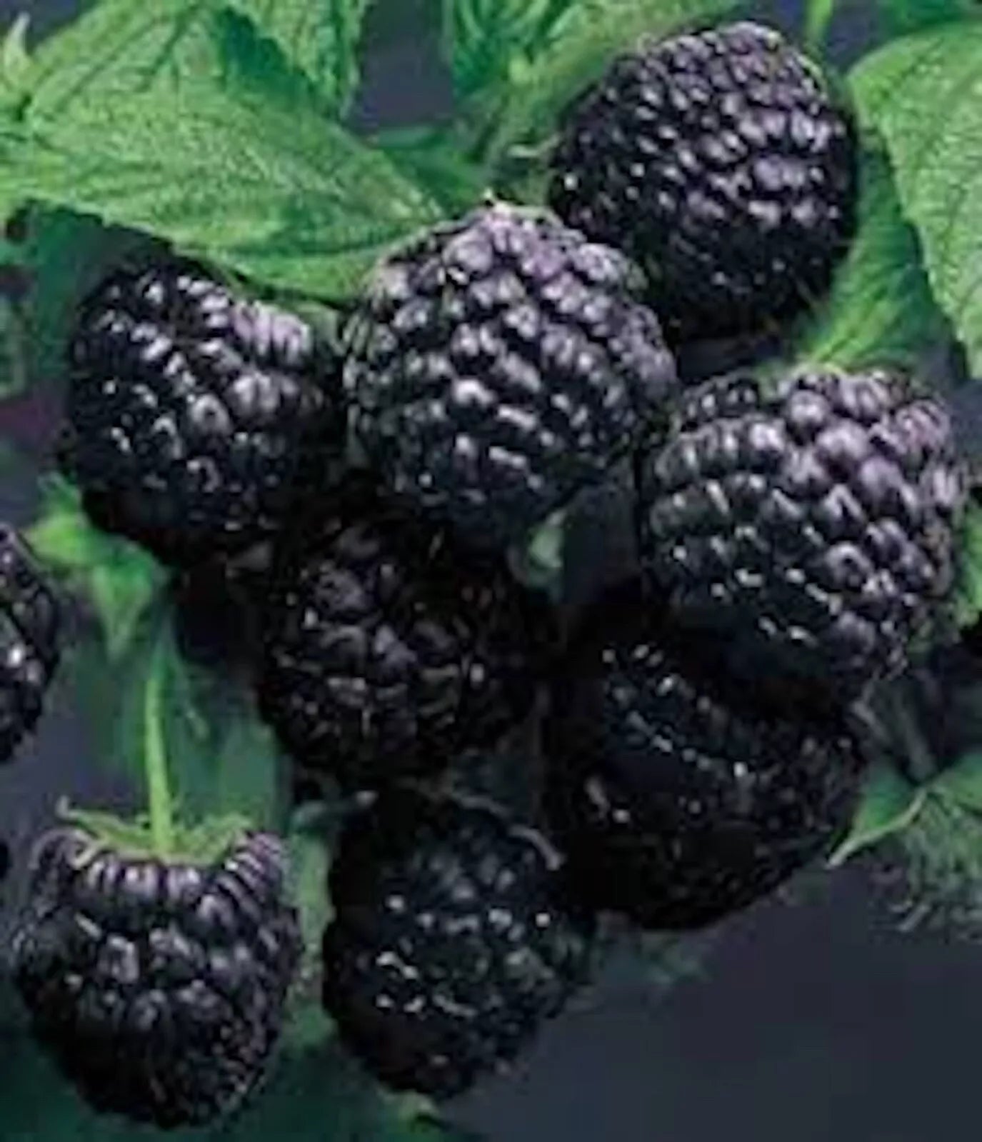 Cumberland Black Raspberry Plants 1-2 Year Old Rubus occidentalis, Disease-Resistant, Hardy, Dark Purple-Black Berries, 5 Pack