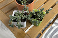 Ice Plant Succulent Live Plant - Corpuscularia lehmannii - Drought-Tolerant Ground Cover, Unique Fleshy Leaves