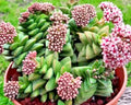 Succulent Crassula 'Bride's Bouquet' Live Plant 1 Rooted Larger Buttons - Grayish-Green Leaves, Pink Flowers