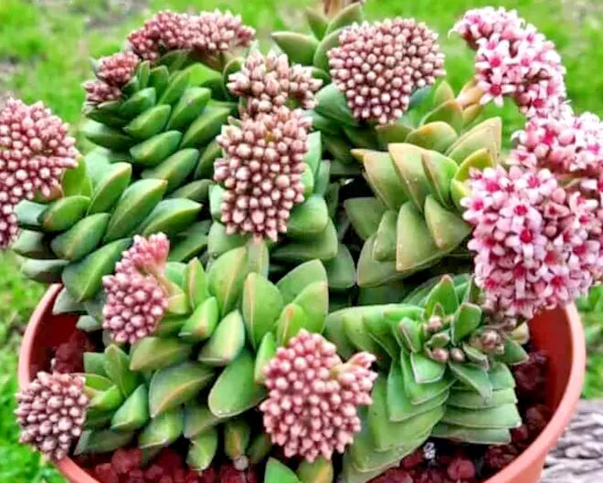 Succulent Crassula 'Bride's Bouquet' Live Plant 1 Rooted Larger Buttons - Grayish-Green Leaves, Pink Flowers
