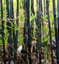 Black Bamboo Seeds - 50 Pack - Exotic Privacy Plant for Garden - Shade Screen - Bambusa vulgaris
