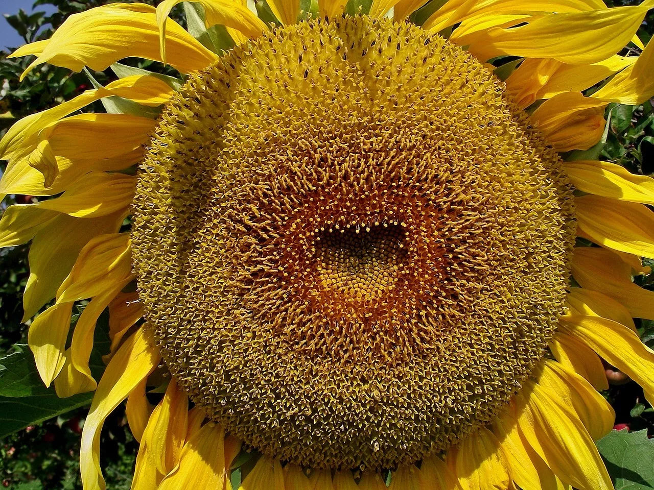 American Giant Hybrid Sunflower Seeds - 25 Pack - Helianthus annuus - Ideal for Large Flower Heads