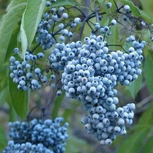 Blue Elderberry Seeds - 50 Non-GMO Seeds for Planting - Sambucus Caerulea - Blue Berries