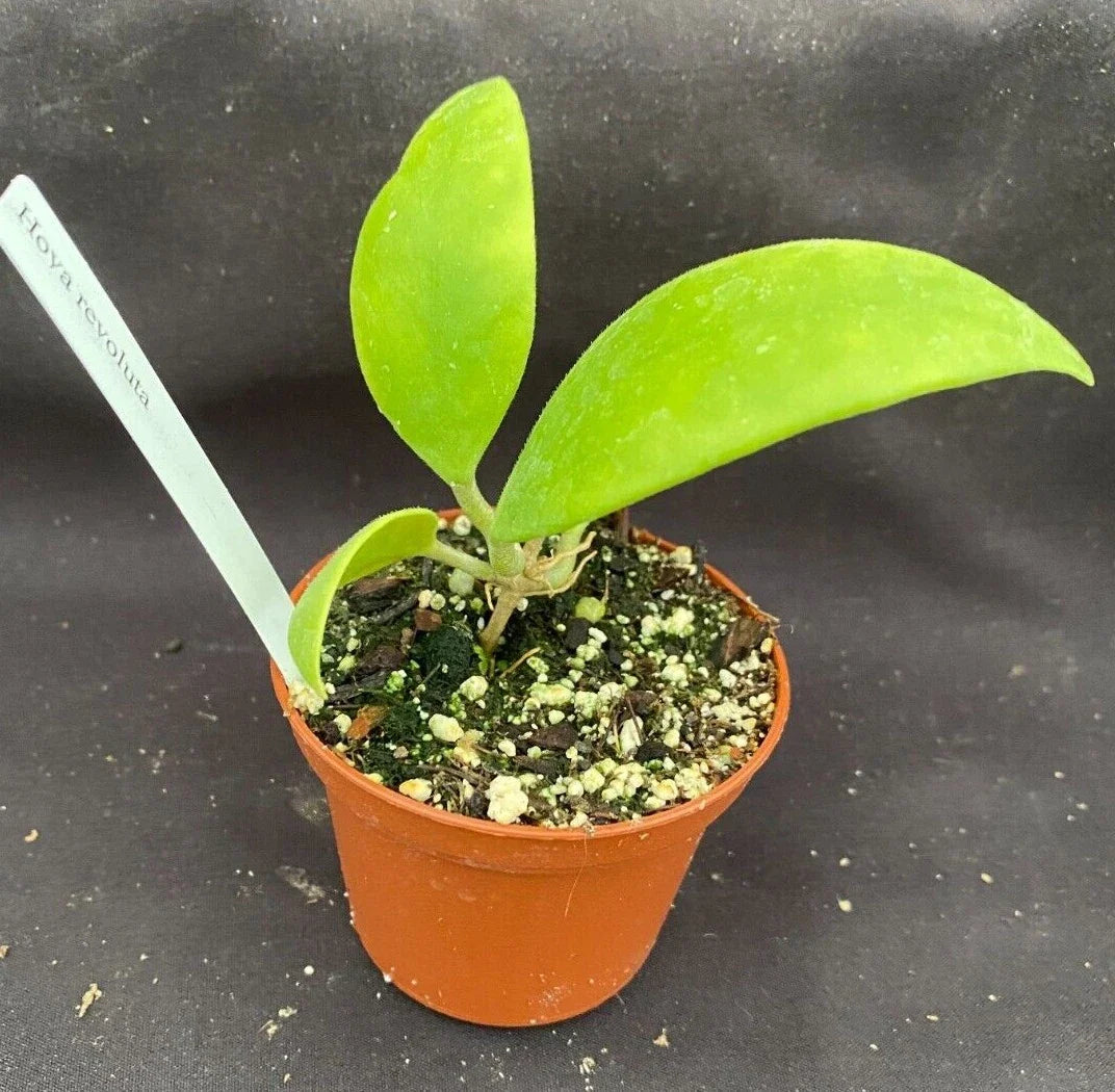 Rare Hoya Revoluta Rooted Plant 2.5" Pot