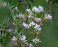 Gaura Bareroot Plant - 1 Bareroot - Gaura ibennis | Gaura longifolia - Perennial Flowering Plant for Gardens