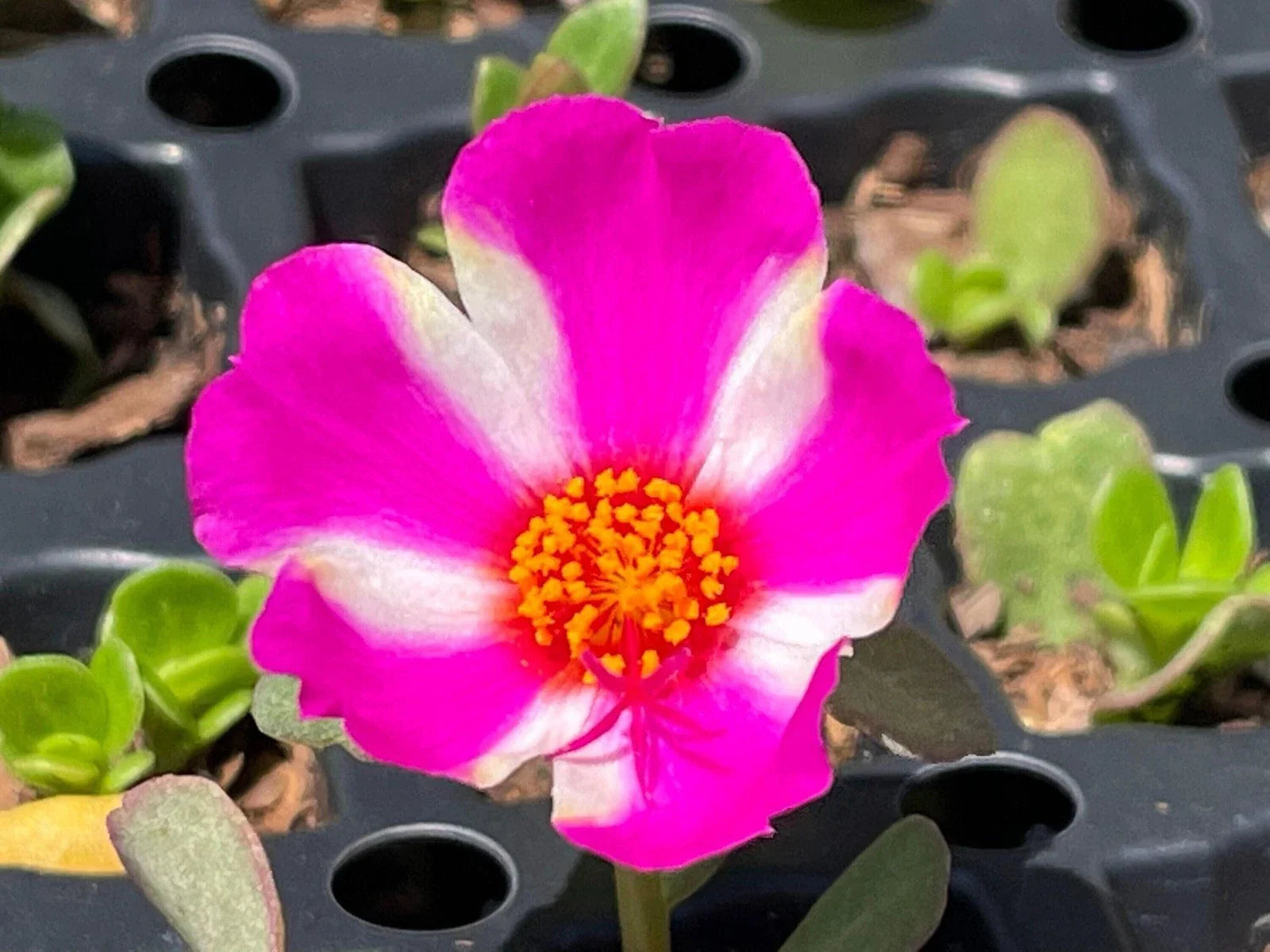 PINK LADY Portulaca Oleracea - Live Purslane Plant - Vibrant Pink Succulent - US Seller