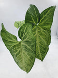 Large Arrowhead Plant 4" Pot - Syngonium podophyllum - Indoor Houseplant - Green Foliage