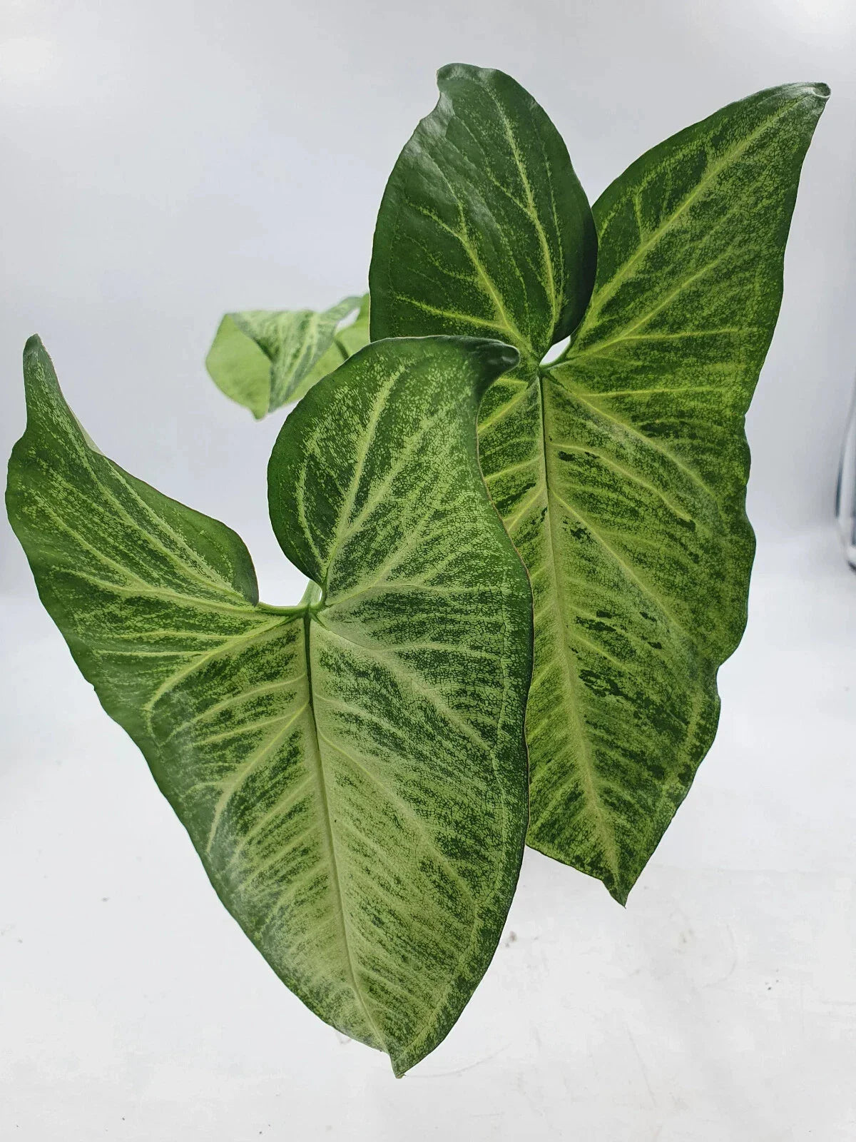 Large Arrowhead Plant 4" Pot - Syngonium podophyllum - Indoor Houseplant - Green Foliage