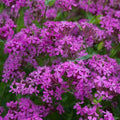 Catchfly Seeds - 2000 Non-GMO Seeds - Pretty Purple Flower for Rock Gardens - Silene dioica
