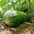 Naples Long Squash Seeds - 25+ Pack for Garden Planting - Cucurbita pepo - USA Grown - Non-GMO