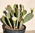 Prickly Pear Cactus Pad Cutting (1) - Opuntia Basilaris *White Flower* Live Plant
