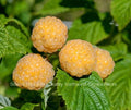 Ever Bearing Raspberry Plant - Fall Gold Variety - Potted Plant for Sweet Berries - Rubus idaeus 'Fall Gold'