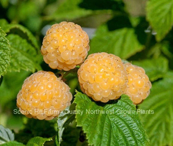 Ever Bearing Raspberry Plant - Fall Gold Variety - Potted Plant for Sweet Berries - Rubus idaeus 'Fall Gold'