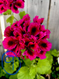 Fresh Geranium Cuttings - 2 Starter Cuttings - Bright Pink & Black - Pelargonium spp.