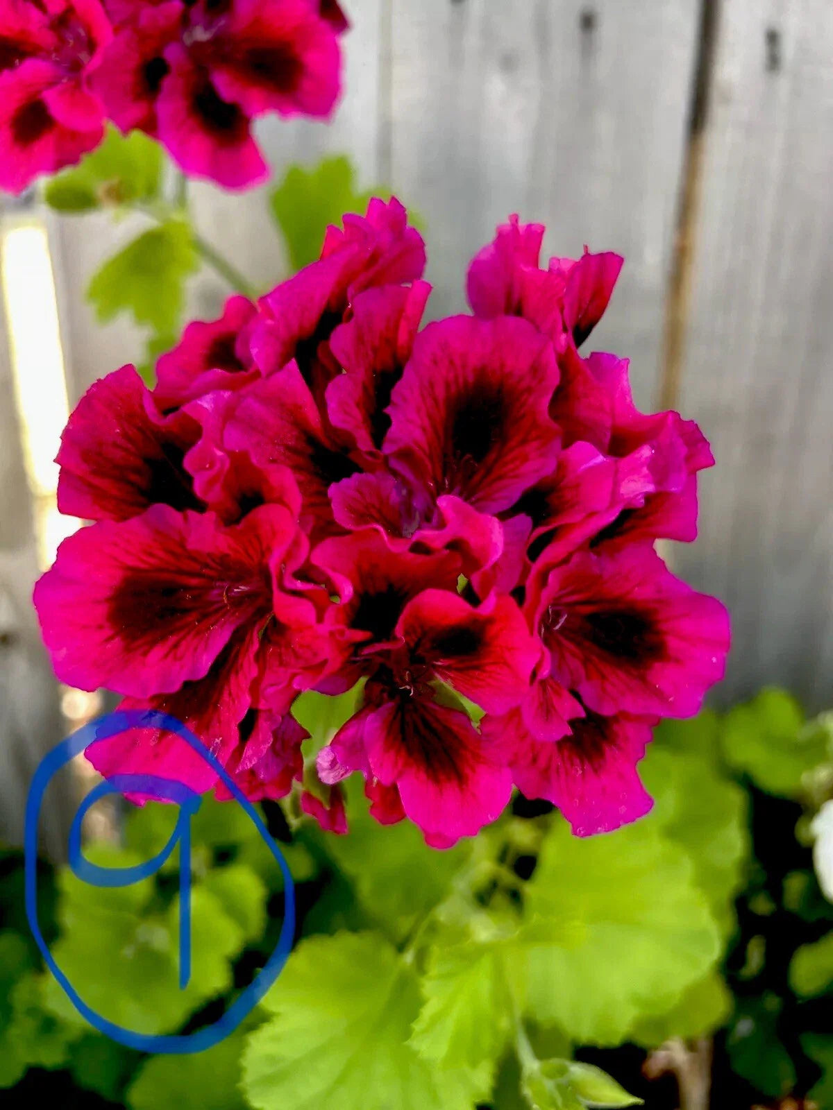 Fresh Geranium Cuttings - 2 Starter Cuttings - Bright Pink & Black - Pelargonium spp.