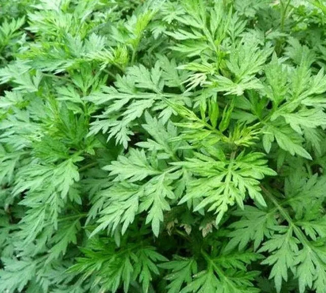 Mugwort Seeds 500+ Perennial Herb Garden Plants Artemisia vulgaris, Free Shipping