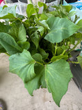 Sweet Potato Slips Cuttings - 10 Ready to Plant - Ipomoea batatas