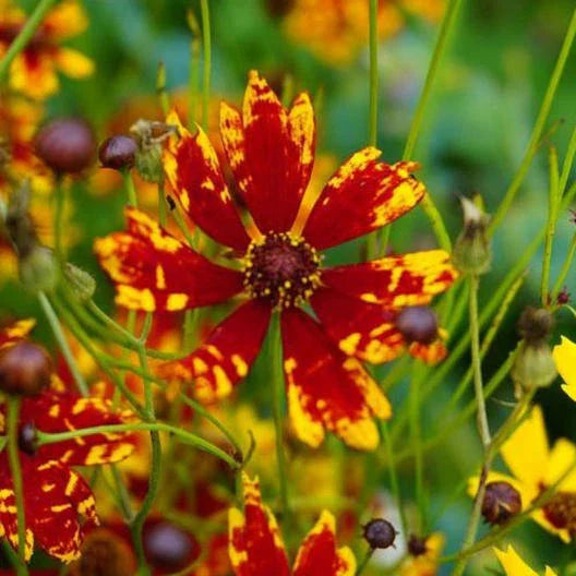 Coreopsis Seeds - Dwarf Radiant Tigrina - Deer/Rabbit Resistant, Non-GMO, 200 Seeds - Coreopsis RADIANA TIGRINA