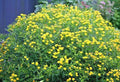 Great St. John's Wort Seeds - 501+ Count - Native Wildflower Perennial Herb - Hypericum perforatum