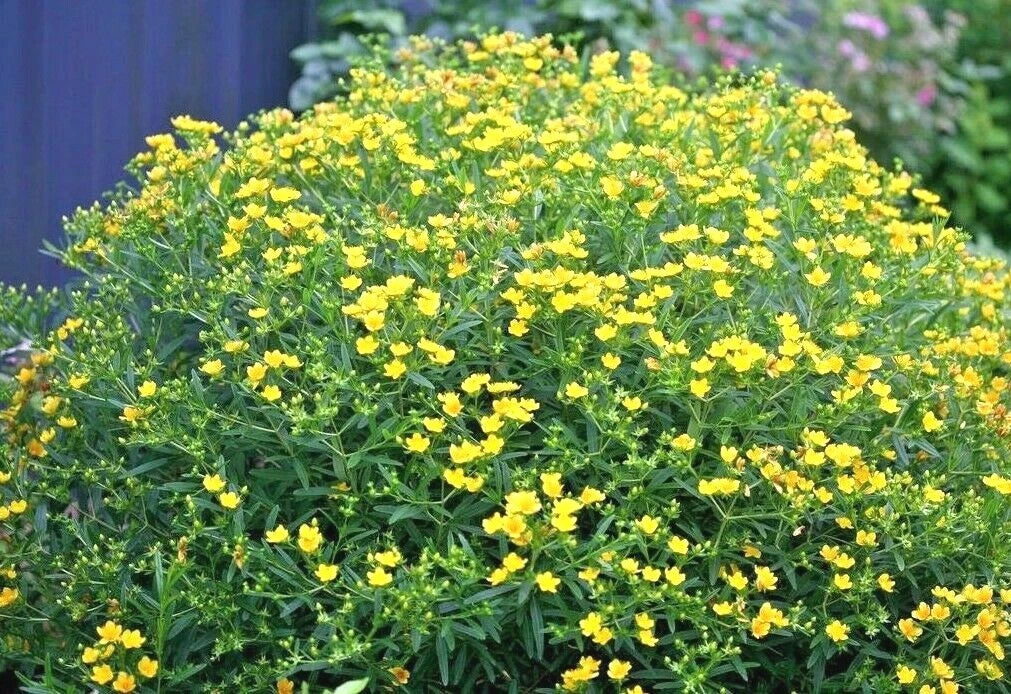 Great St. John's Wort Seeds - 501+ Count - Native Wildflower Perennial Herb - Hypericum perforatum