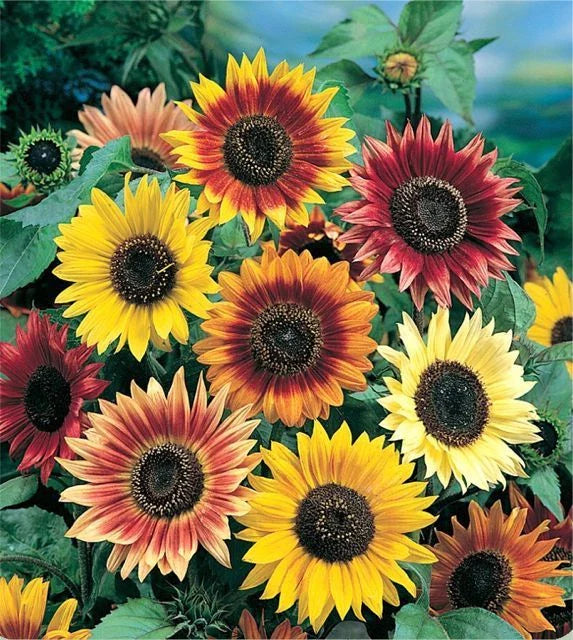 Sunflower Seeds - Autumn Beauty Variety - Fresh Seeds for Planting - Helianthus annuus