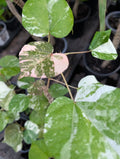 Variegated Mahoe Sea Hibiscus Live Plant in 4" Pot - Hibiscus tiliaceus 'Variegata' - Tropical Shrub with Colorful Foliage